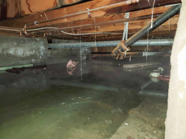 Best Carpet water damage restoration  in Evergreen, CO