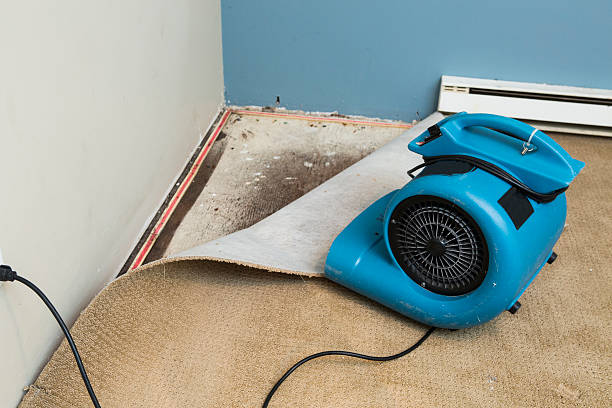 Best Water damage mitigation services  in Evergreen, CO